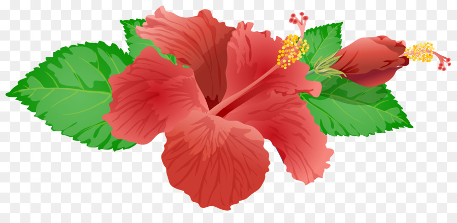 Flor De Hibisco，Florescer PNG