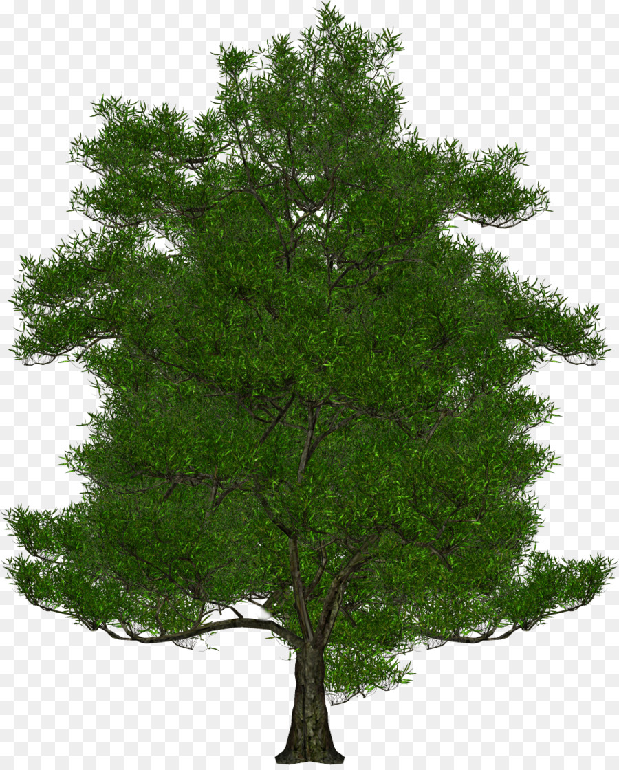 árvore，Caminho De Recorte PNG