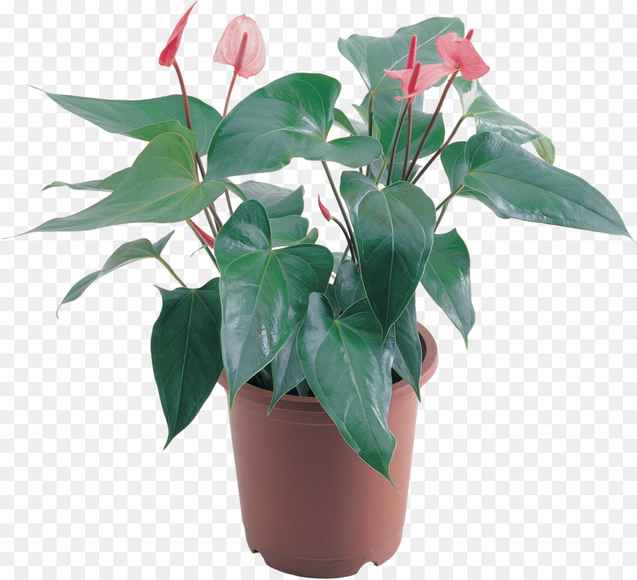 Planta Em Vaso，Verde PNG