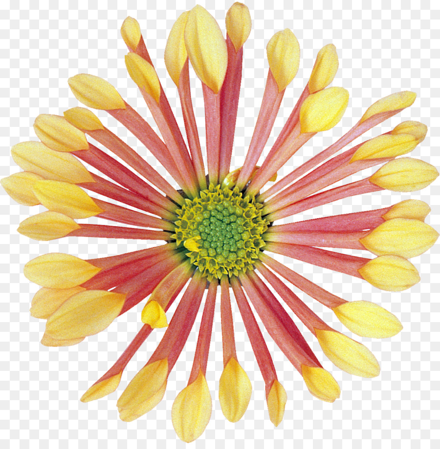 Flor，Florescer PNG