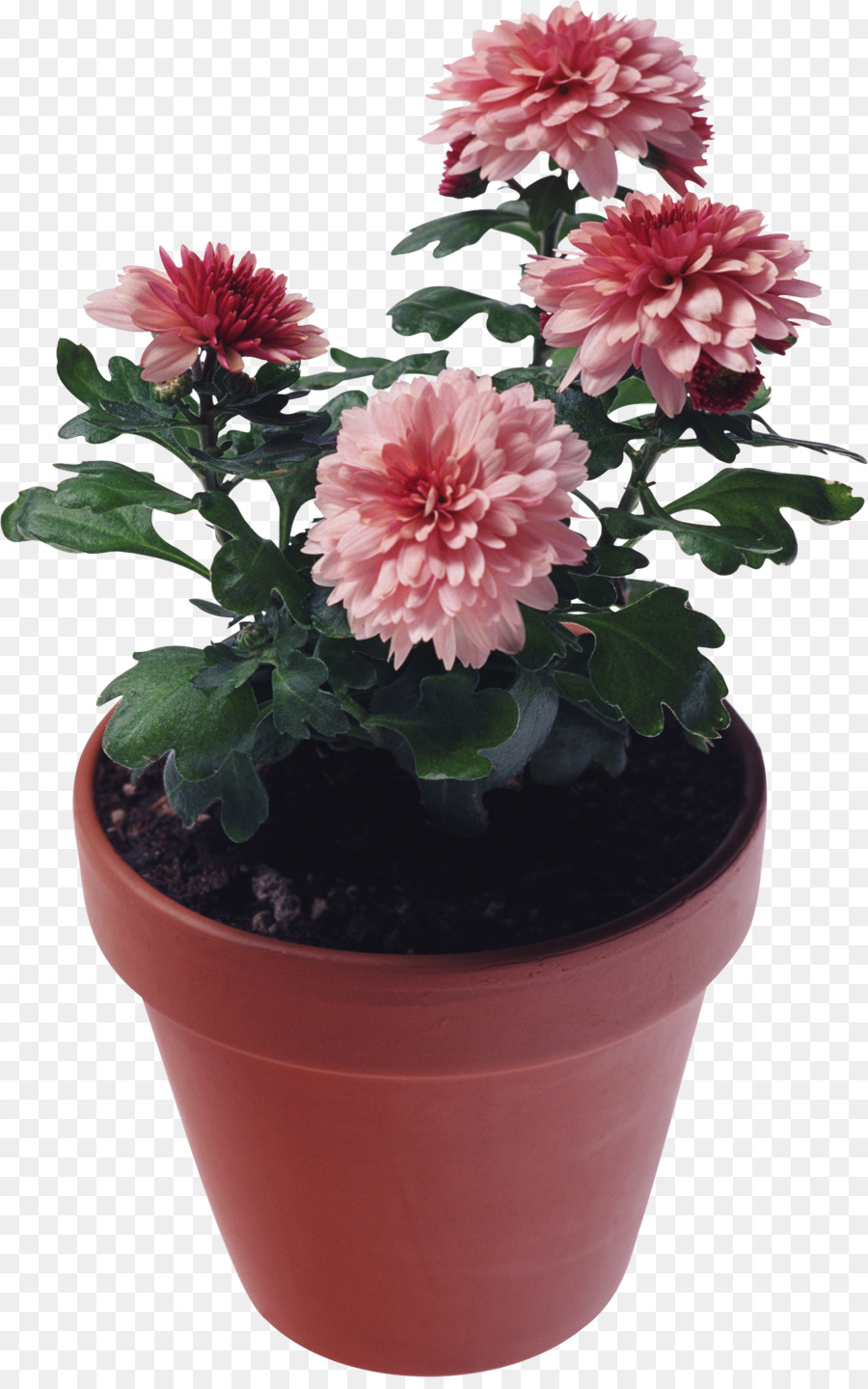 Flor Rosa，Pote PNG