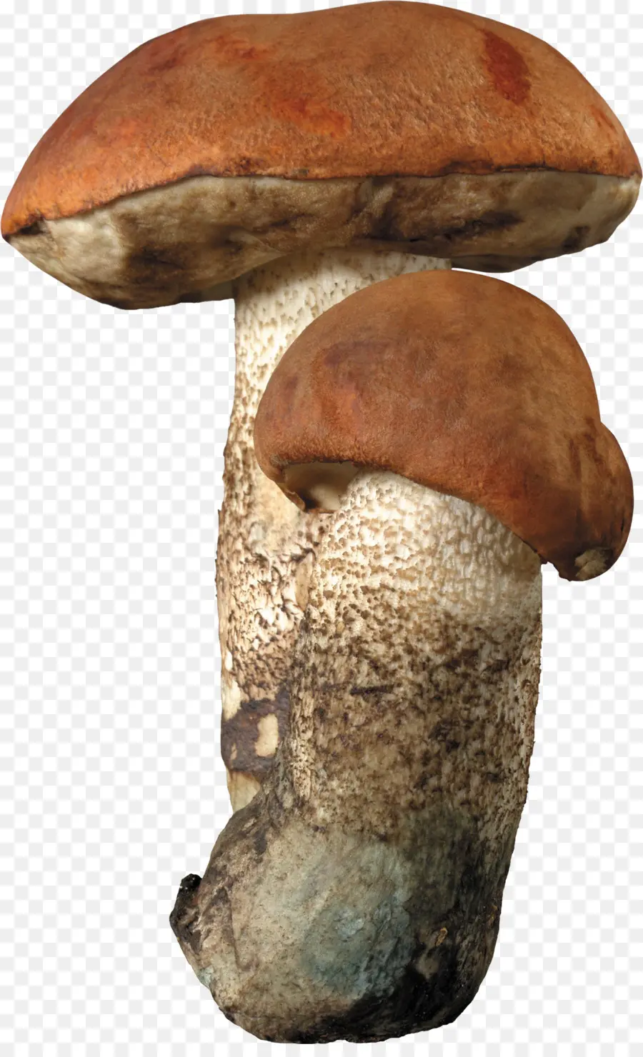 Cogumelo，Brown Cap Boleto PNG