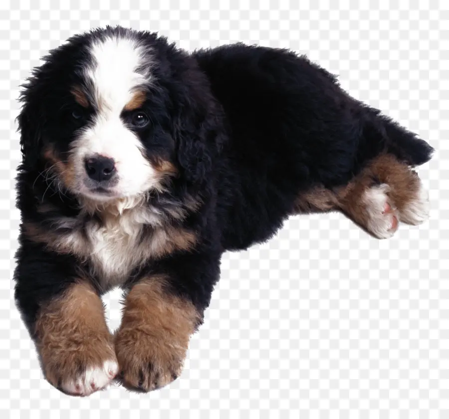 Filhote De Cachorro，Cachorro PNG