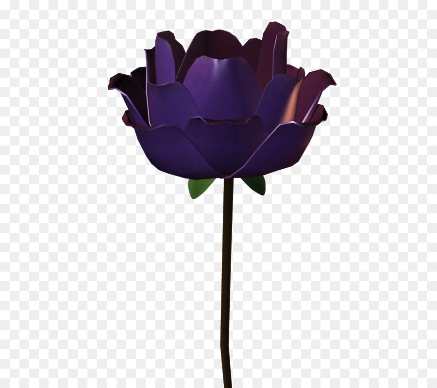 Rosa，Florescer PNG