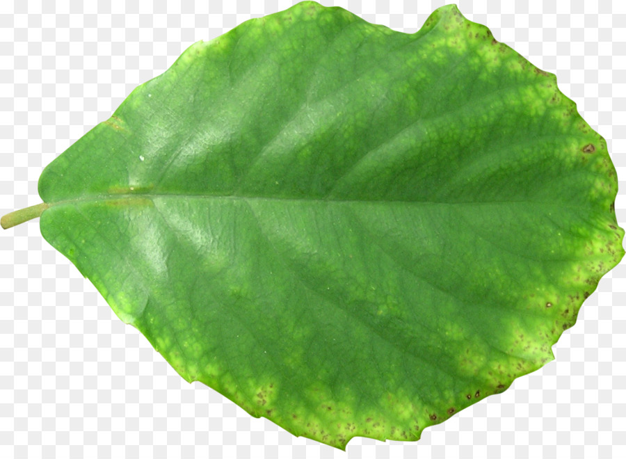 Folha Verde，Plantar PNG