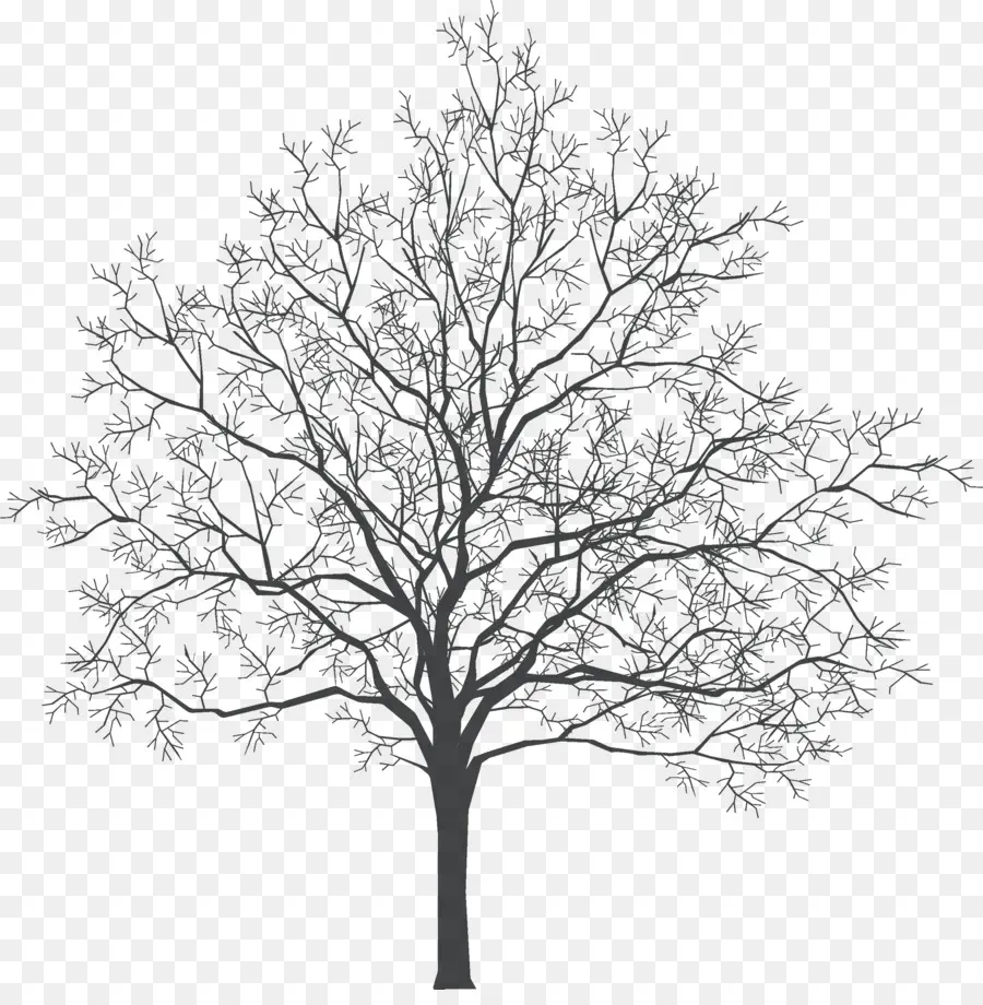 árvore，Design De Interiores Serviços De PNG