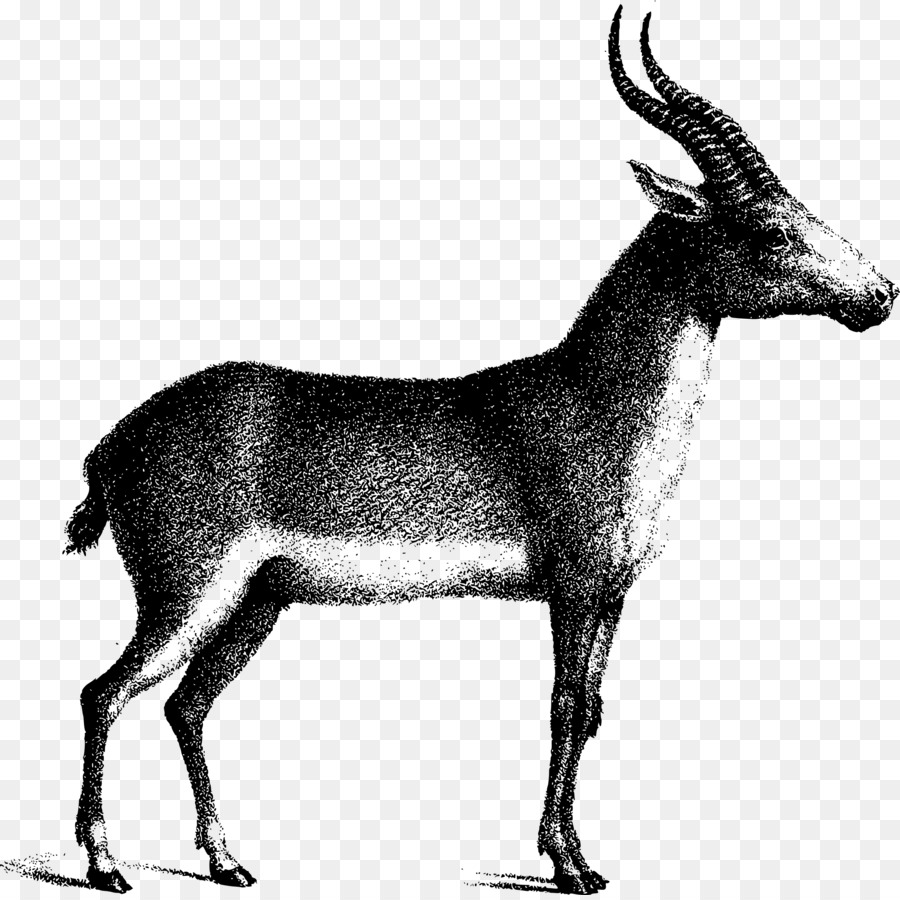 Antelope，Gemsbok PNG