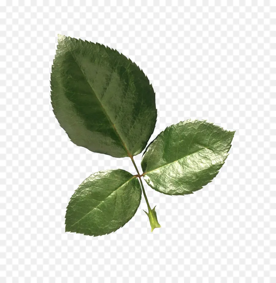 Folhas Verdes，Natureza PNG