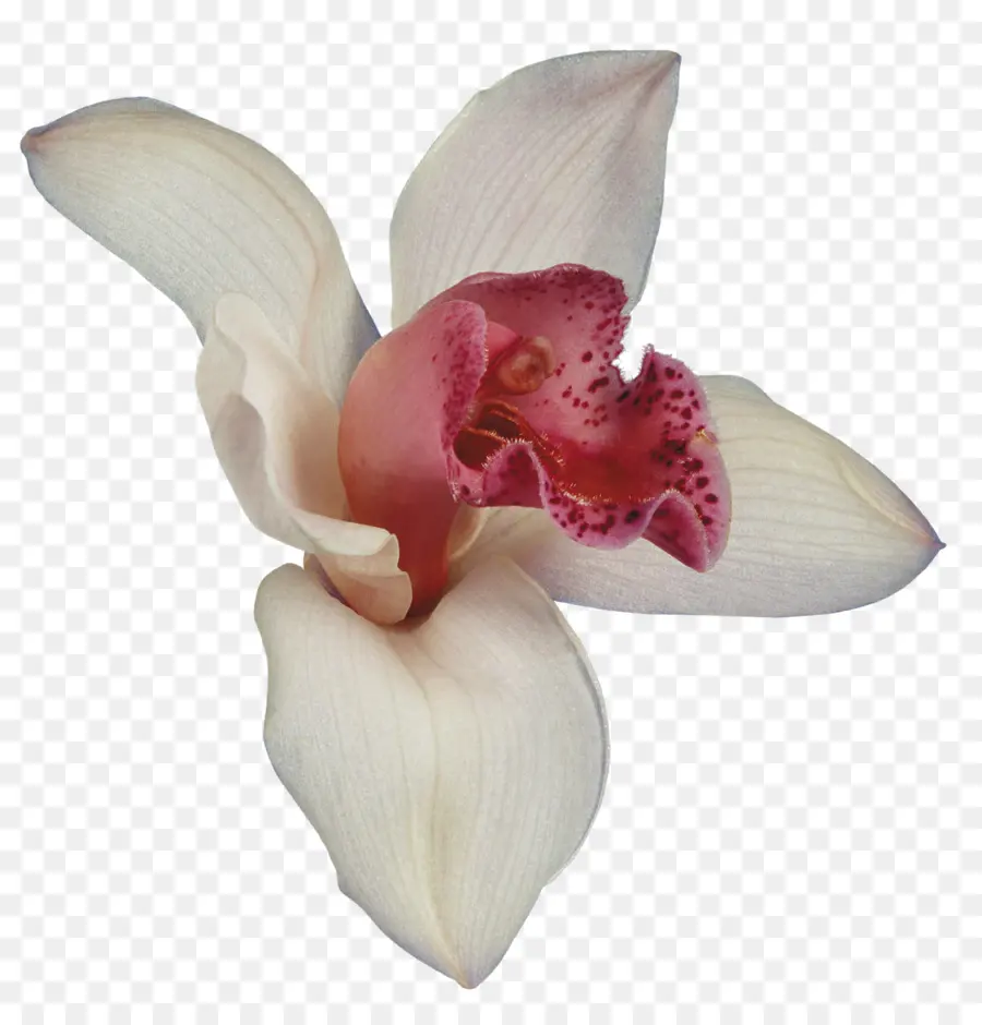 Orquídeas，Flor PNG