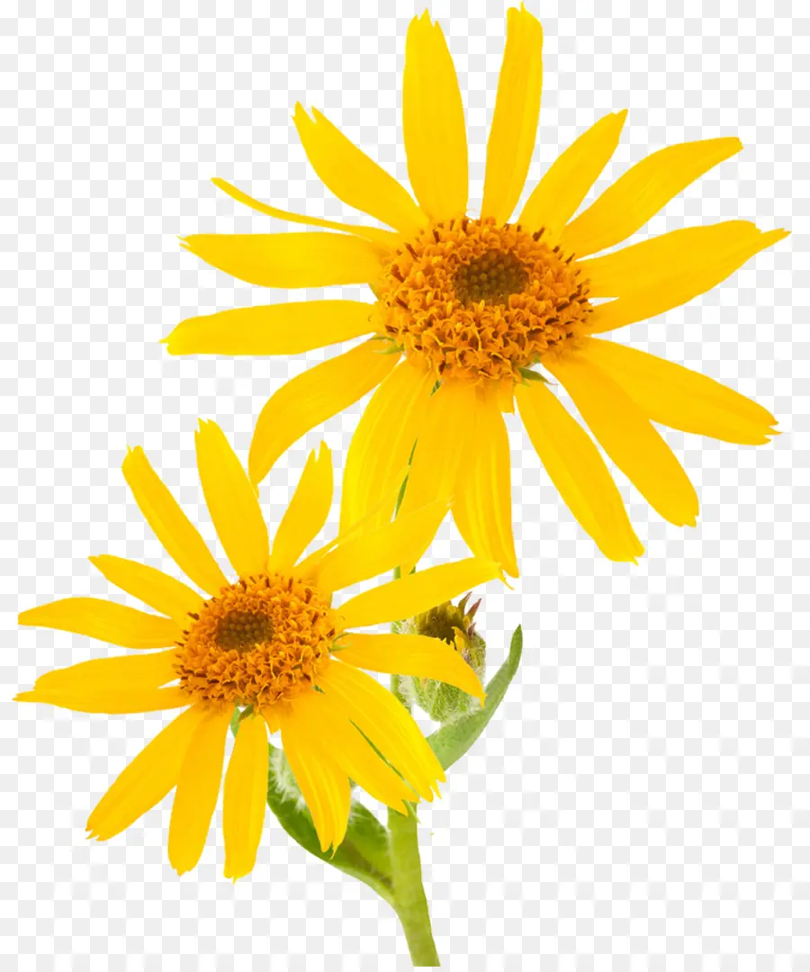 Montanha Arnica，óleo Essencial PNG