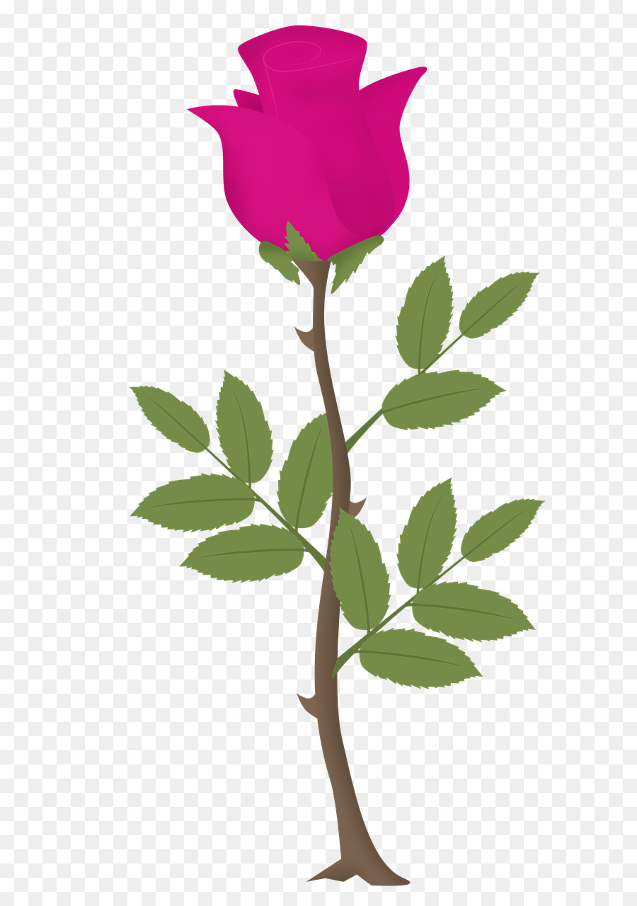 Rosa Rosa，Florescer PNG