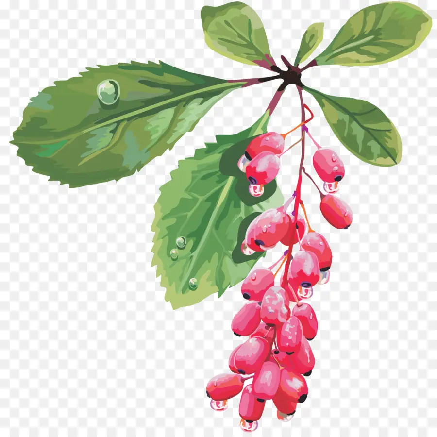 Berry，Frutas PNG