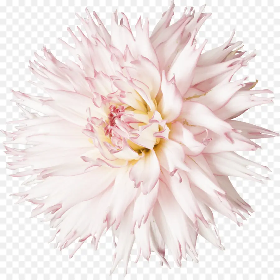 Flor，Dahlia PNG