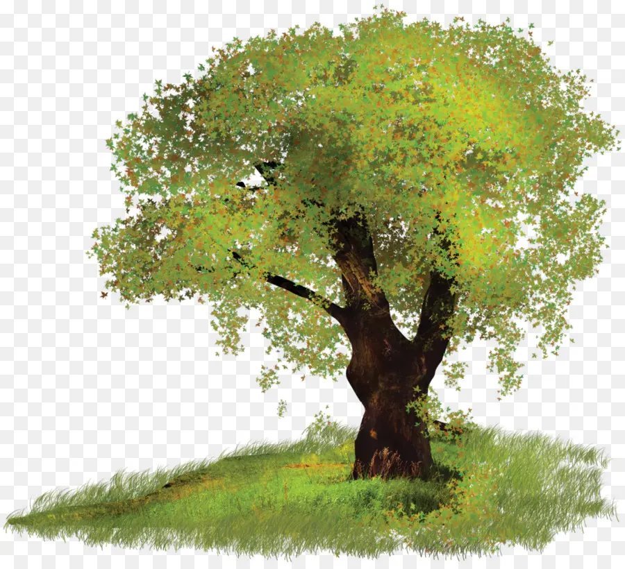 árvore，Imagem Digital PNG
