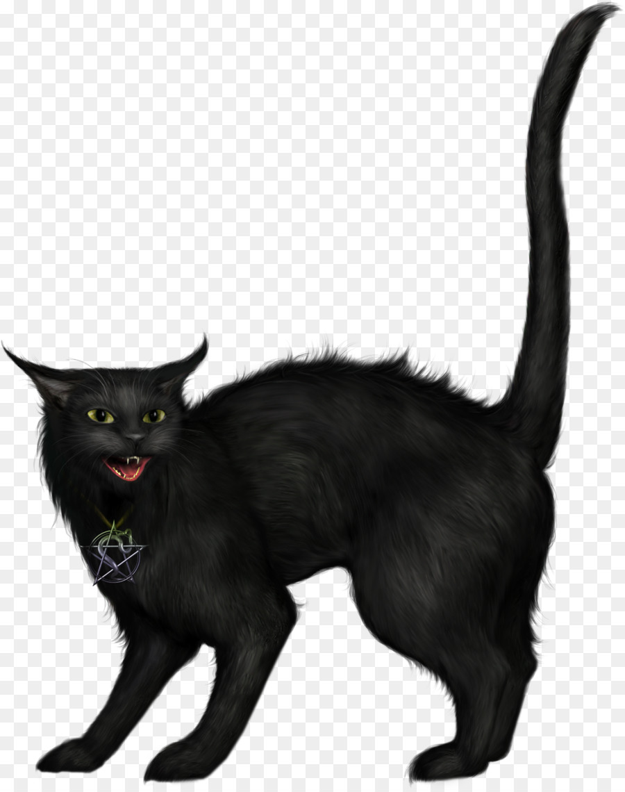 Gato Preto，Felino PNG