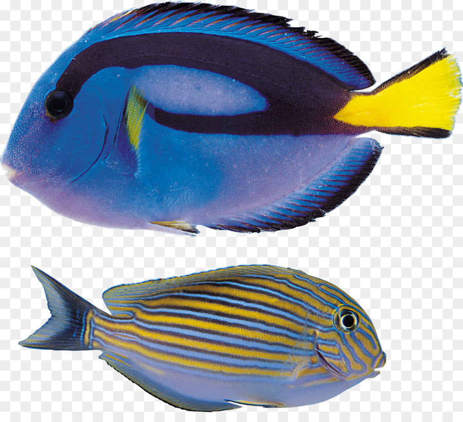 Peixe，Aquático PNG