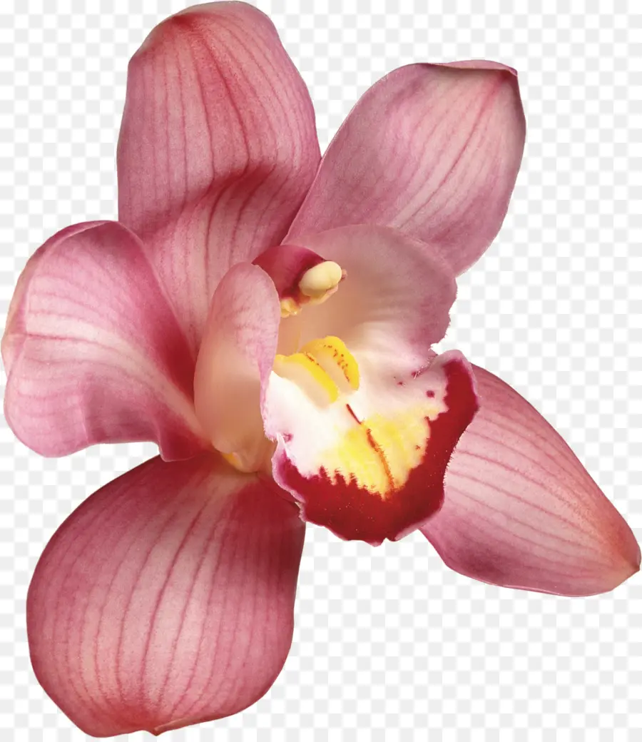 Flor，Orquídeas PNG
