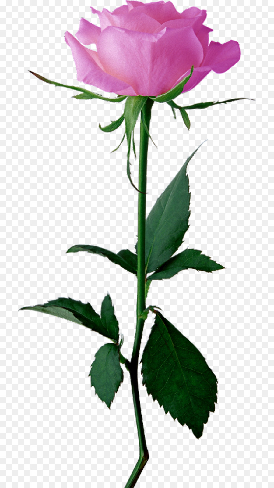 Rosa Rosa，Florescer PNG