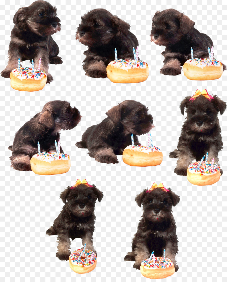 Filhote De Cachorro，Schnauzer Miniatura PNG