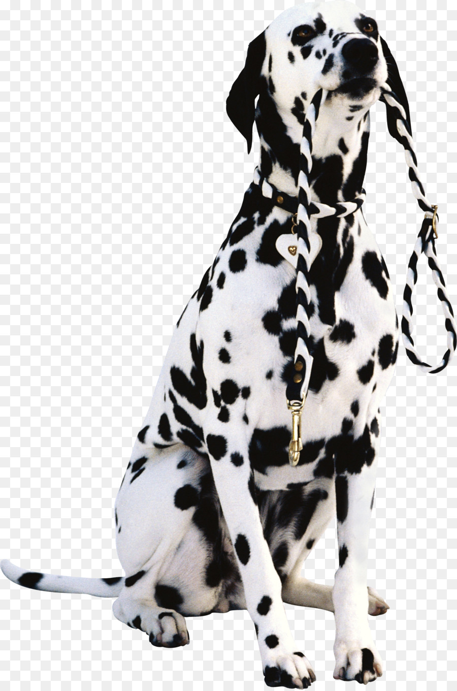 Animal De Estimação，Cão Dálmata PNG