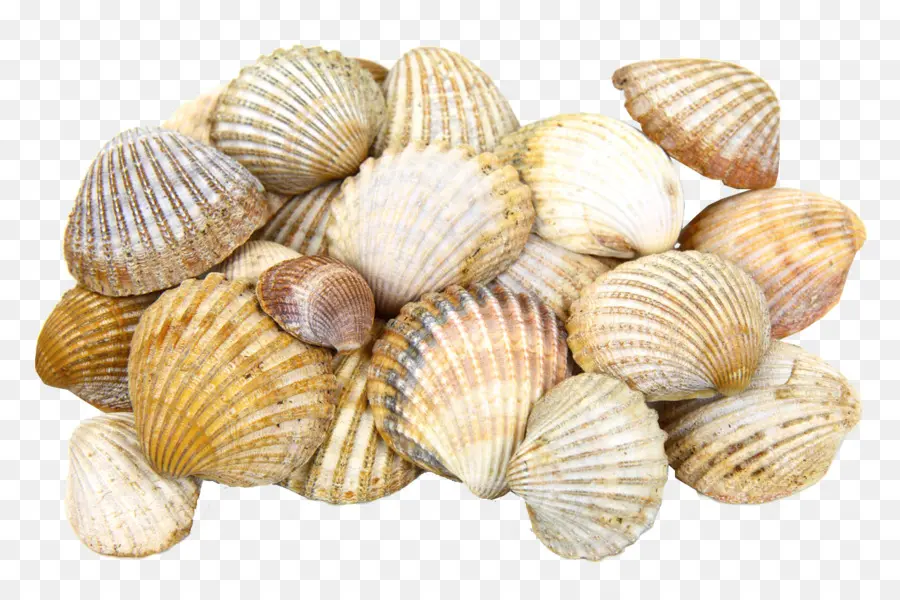 Berbigão，Seashell PNG