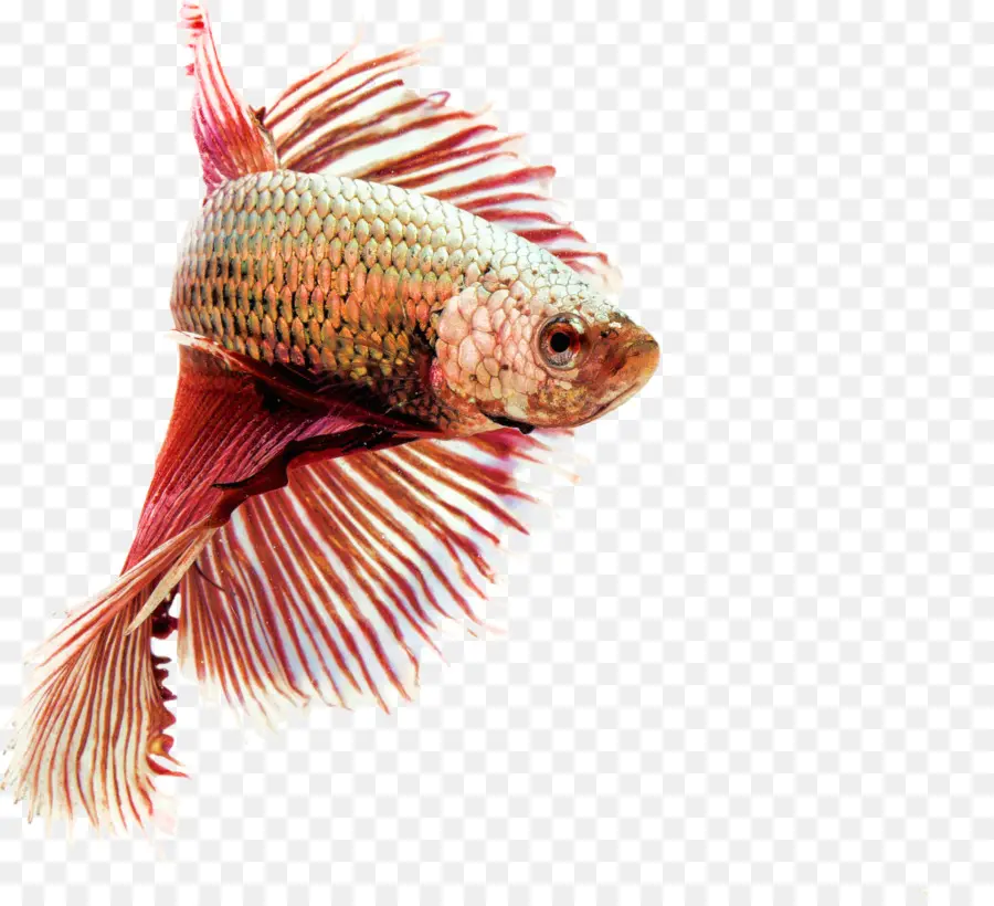 Peixe Betta，Aquário PNG