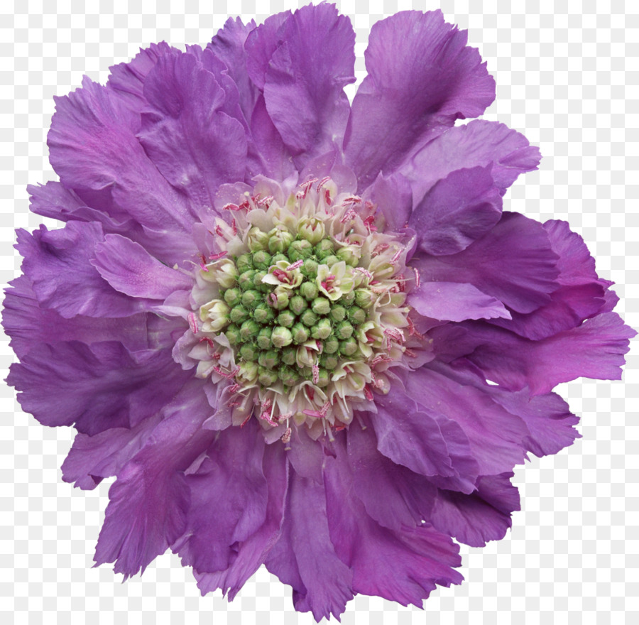 Flor Roxa，Florescer PNG