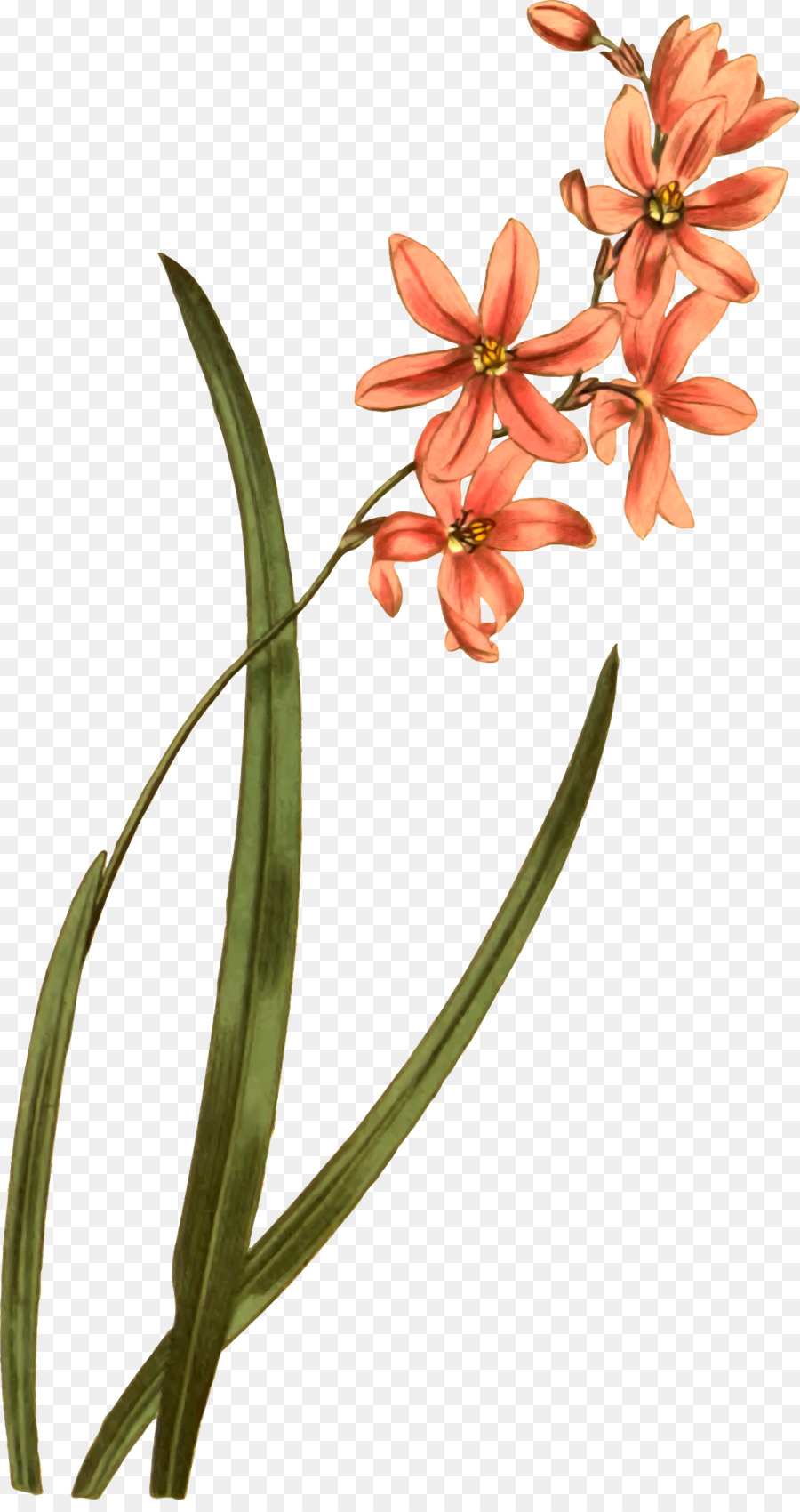 Flor，Planta PNG