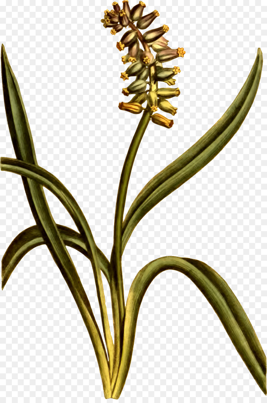 Ilustração De Flor，Botânico PNG