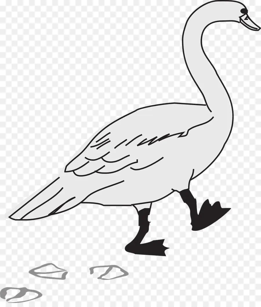 Cisne，Pássaro PNG