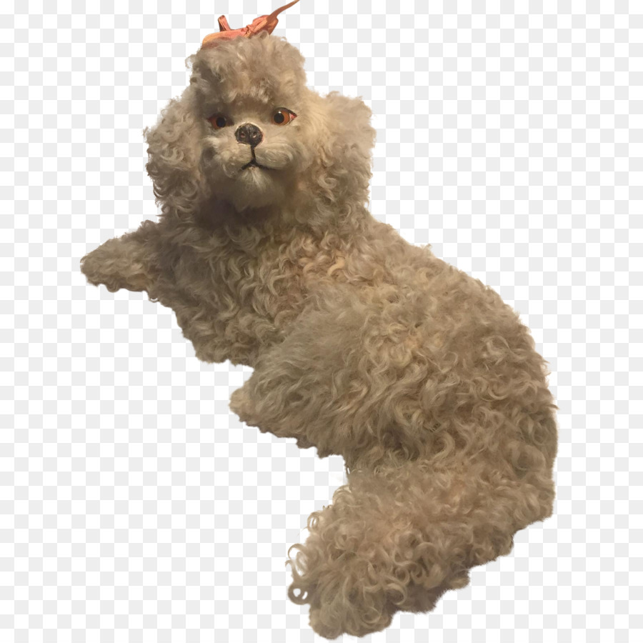 Poodle Miniatura，Poodle PNG