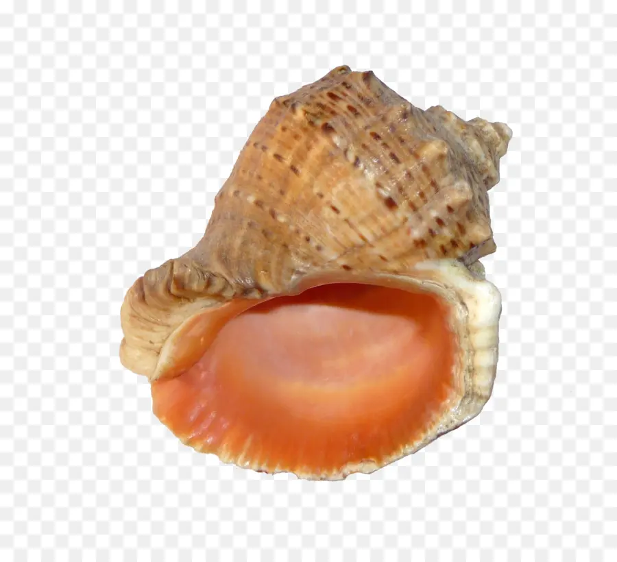 Concha，Oceano PNG