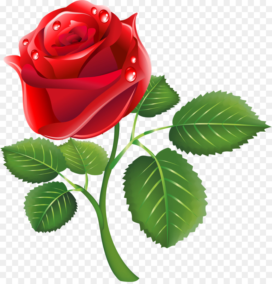 Rosa，Vermelho PNG