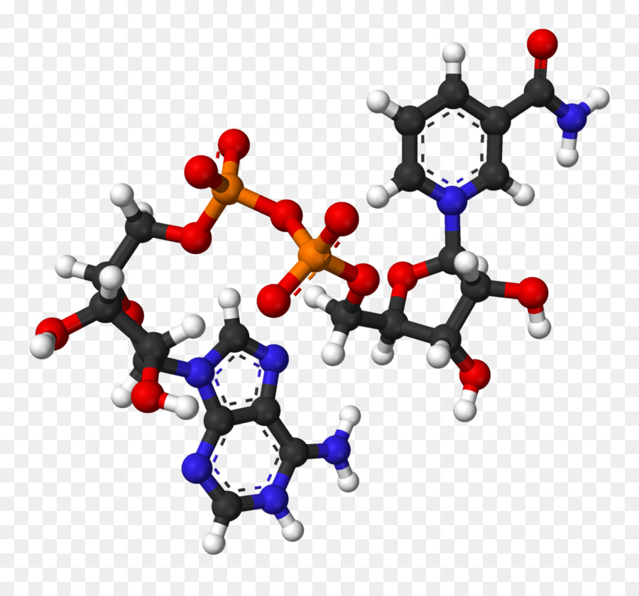 Nicotinamida Adenina Dinucleotídeo，Molécula PNG