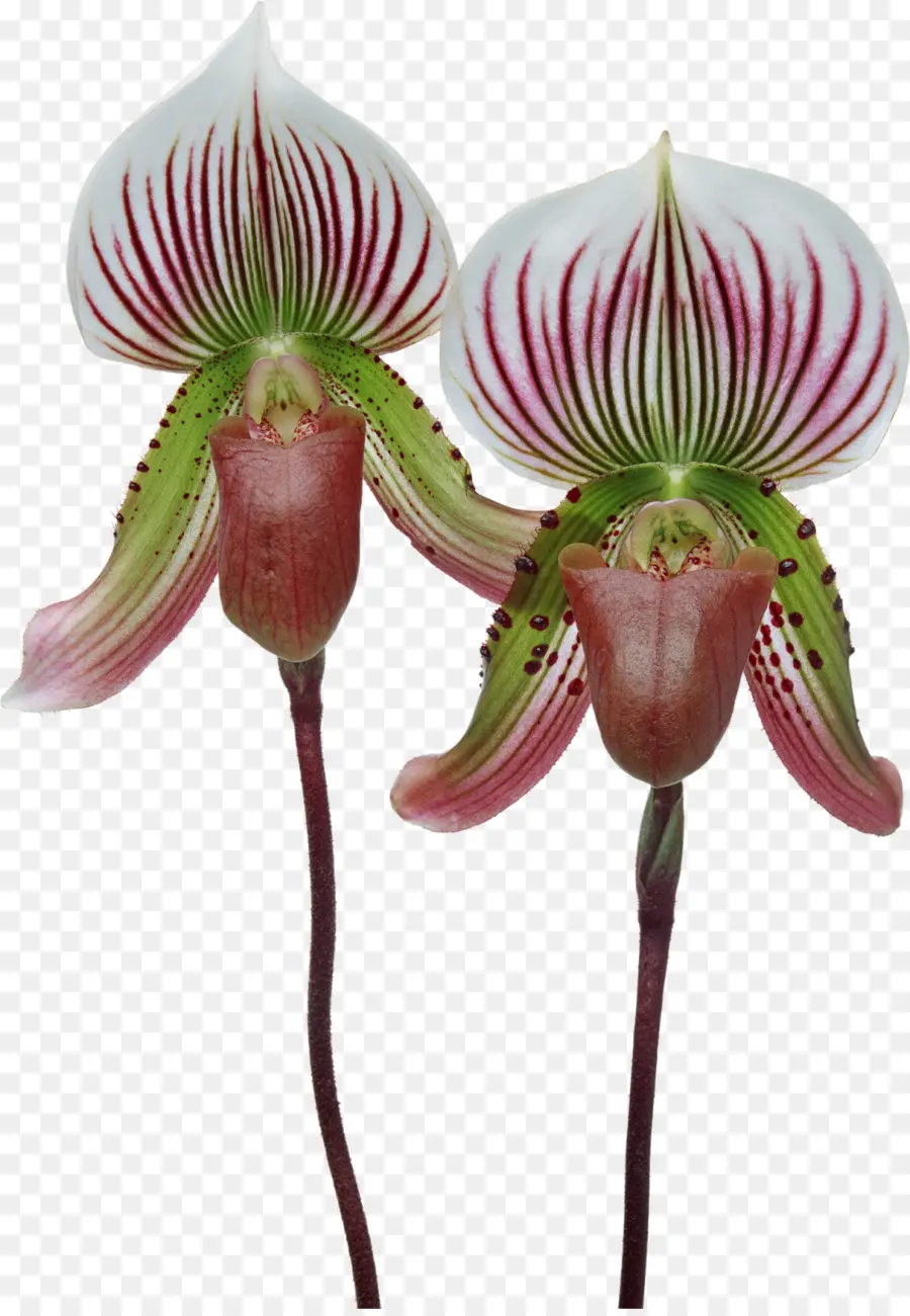 Singapura Orquídea，Cypripedium Formosanum PNG