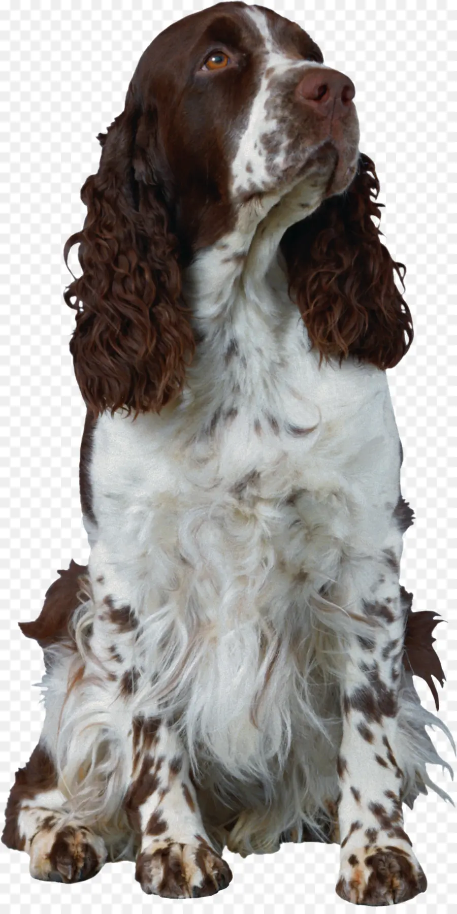 Springer Spaniel Inglês，Welsh Springer Spaniel PNG