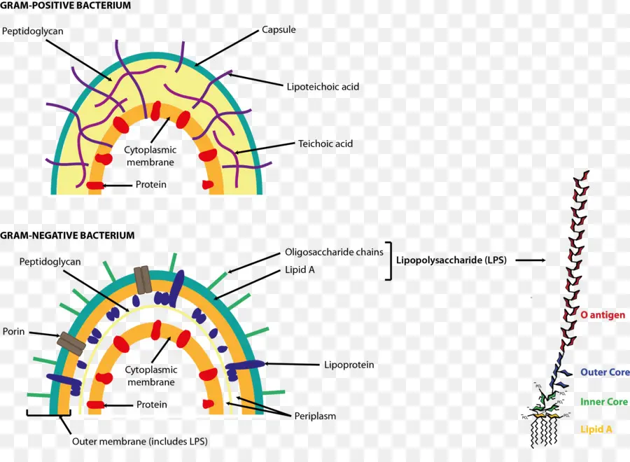 De Endotoxinas，Gramnegative Bactérias PNG