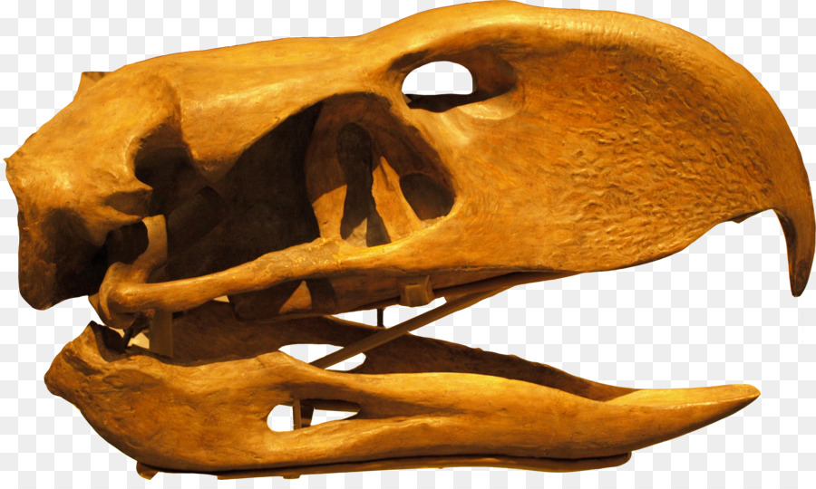 Aves，Phorusrhacos PNG