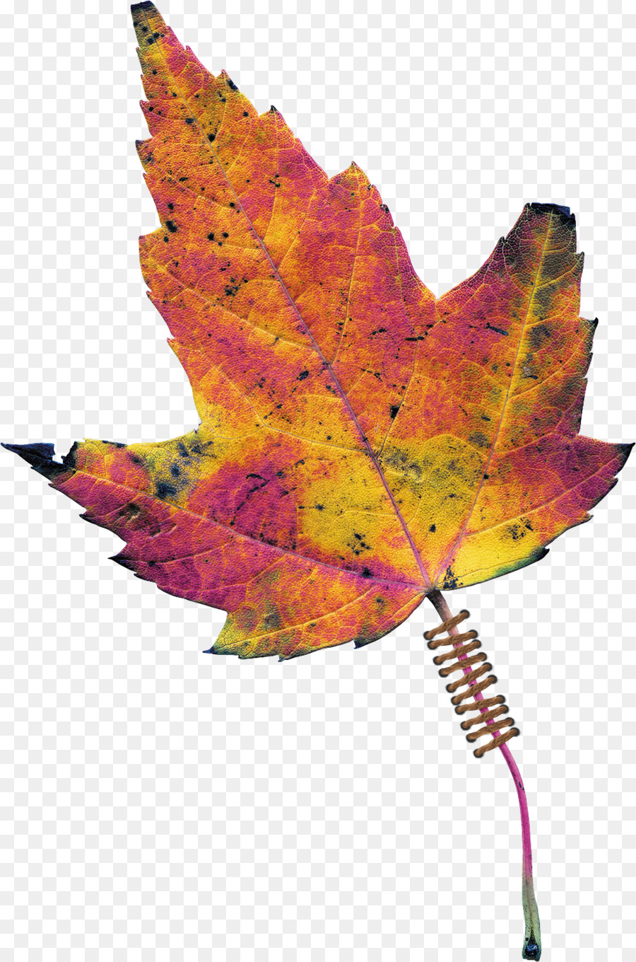 Maple，Maple Leaf PNG