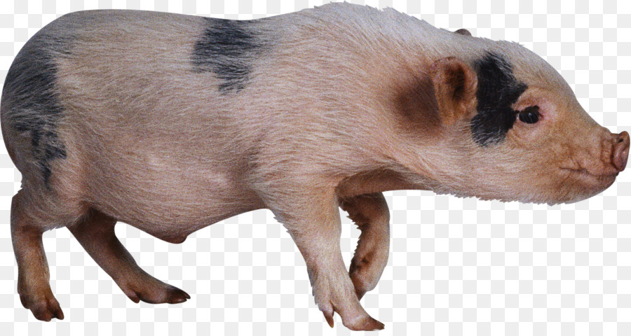 Porco，Fazenda PNG