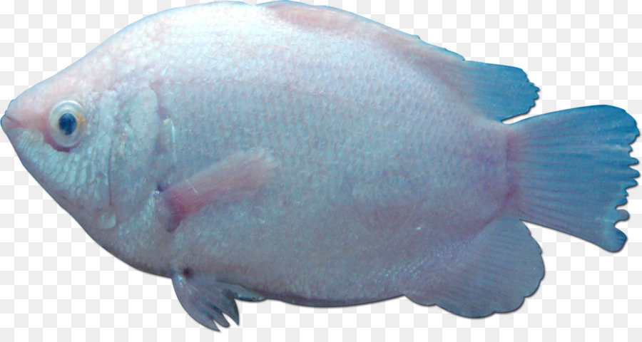 Peixe，Biologia Marinha PNG
