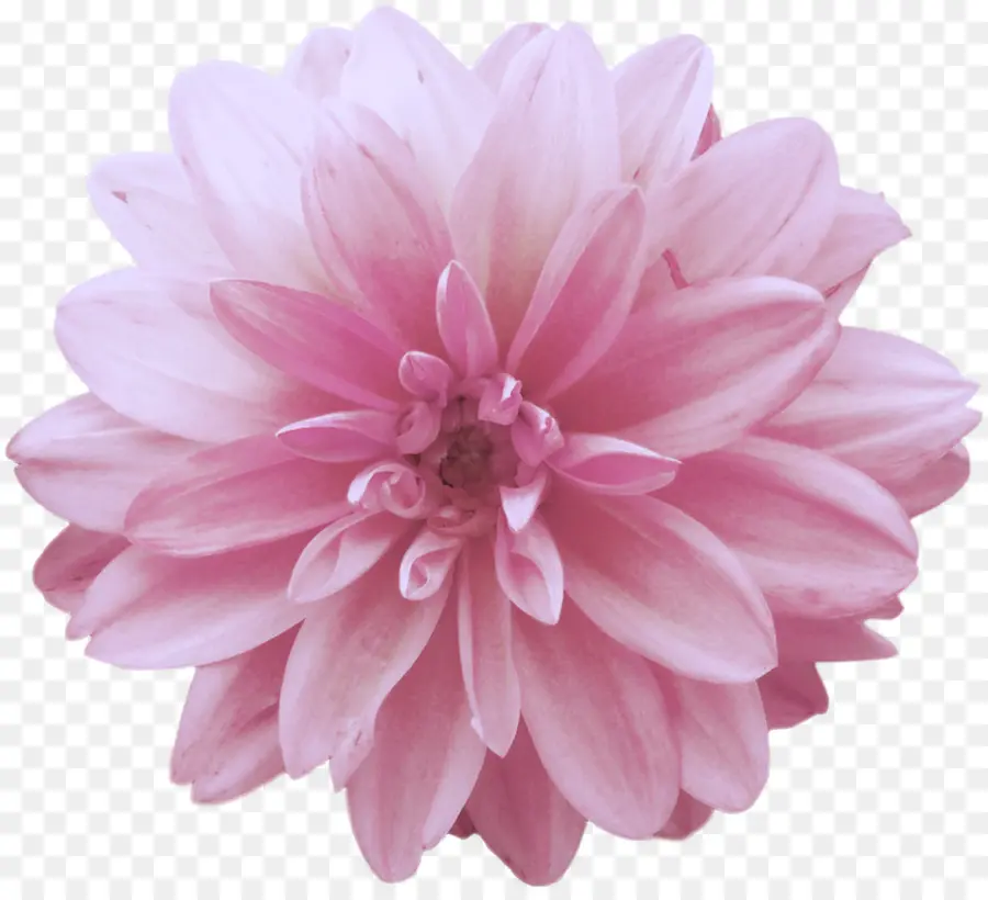 Dahlia，Flor PNG