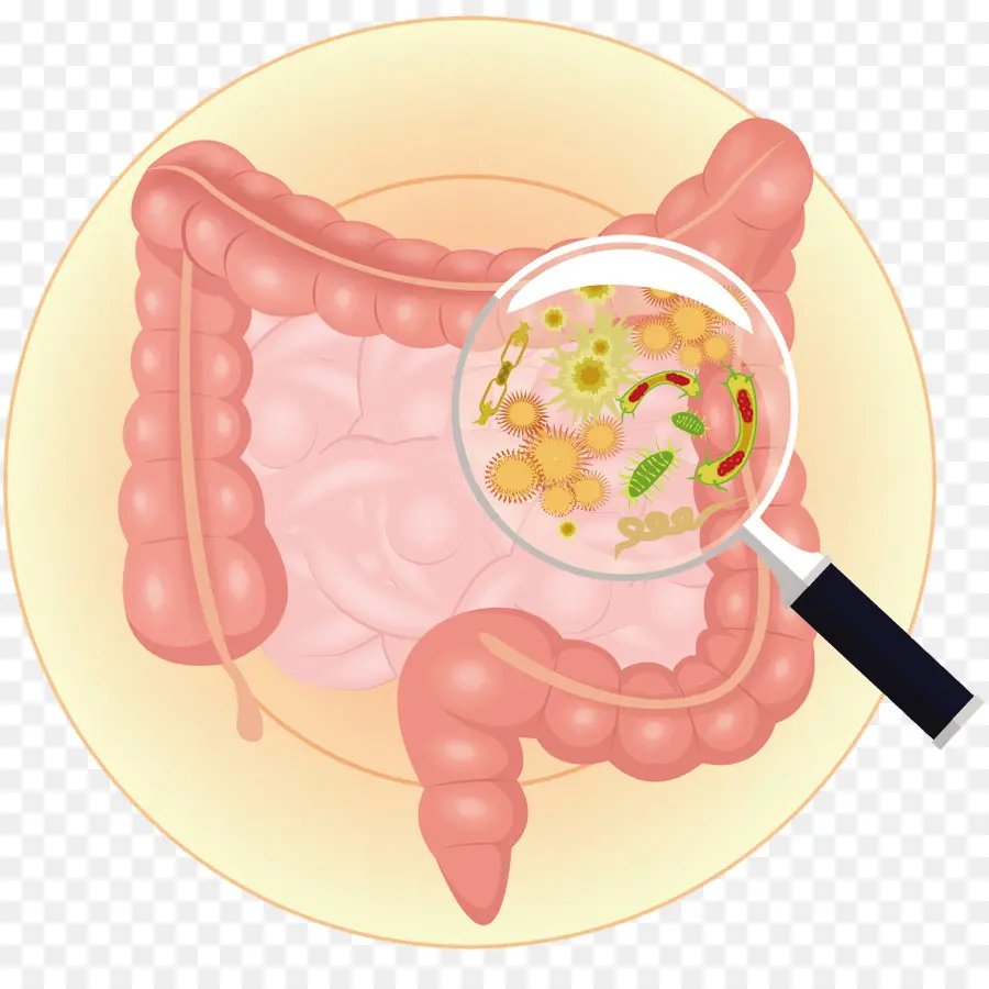 Intestinos Com Bactérias，Sistema Digestivo PNG