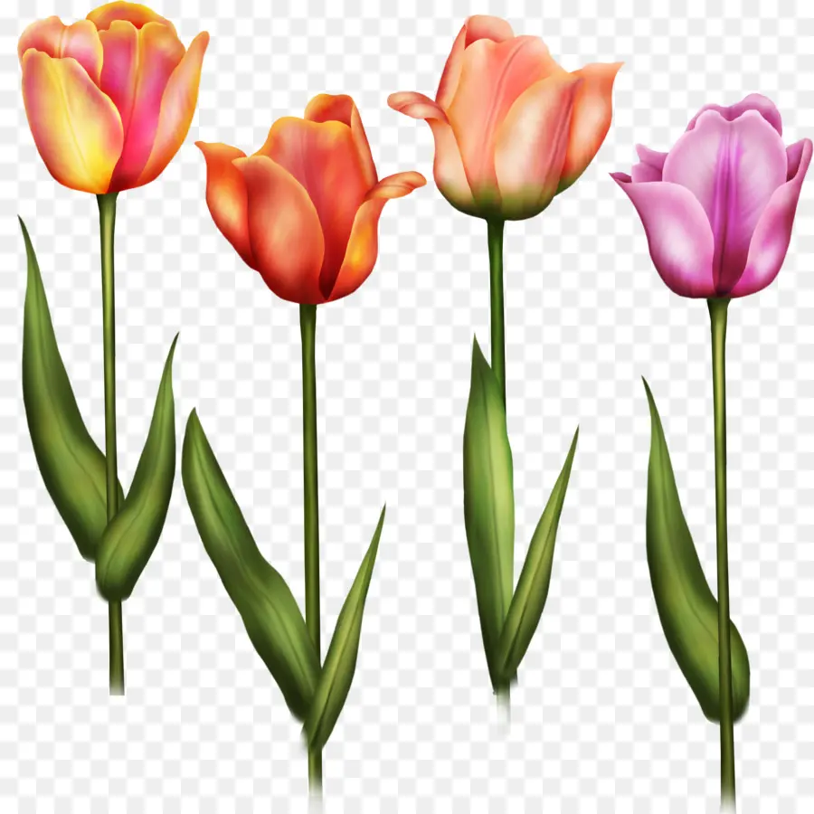 Flor，Tulip PNG