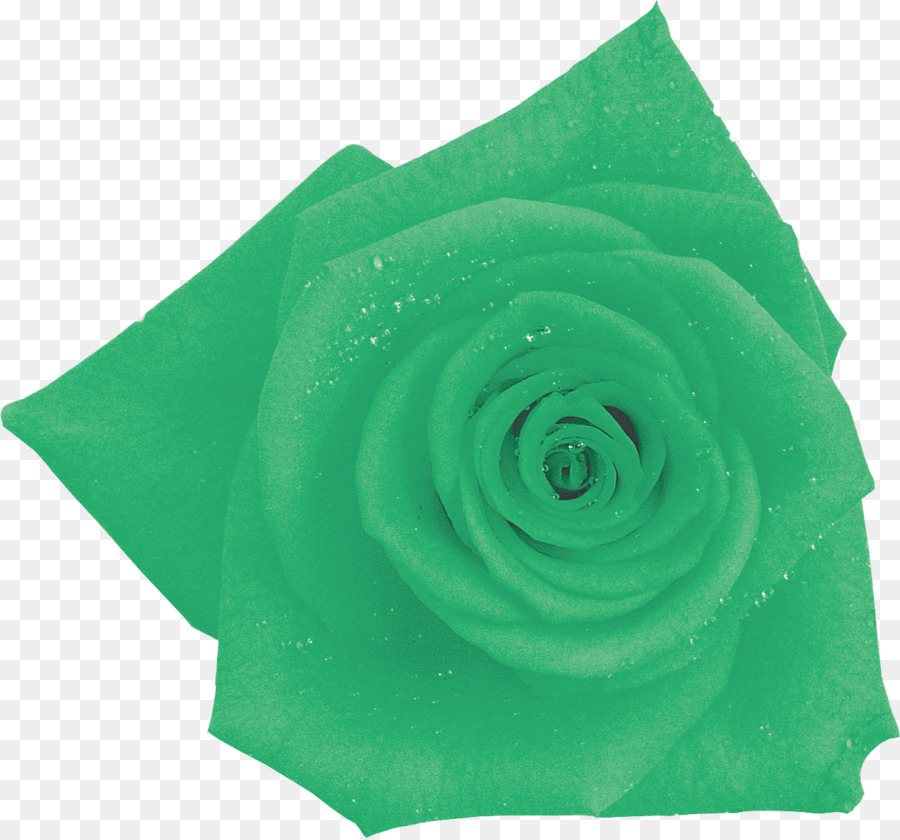 Rosa Verde，Rosa PNG