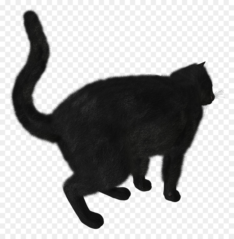 Gato，Gatinho PNG