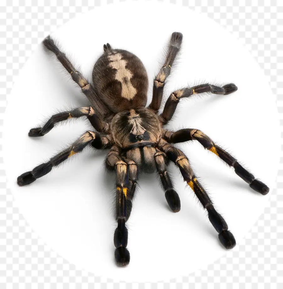 Aranha，Aracnídeo PNG