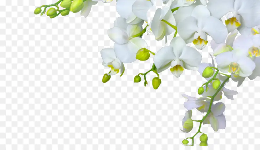 Orquídea，Florescer PNG