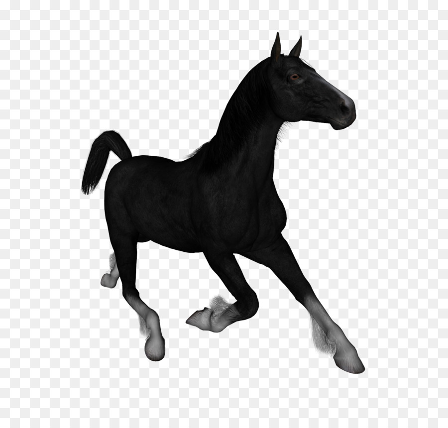 Cavalo Corredor Preto，Equino PNG