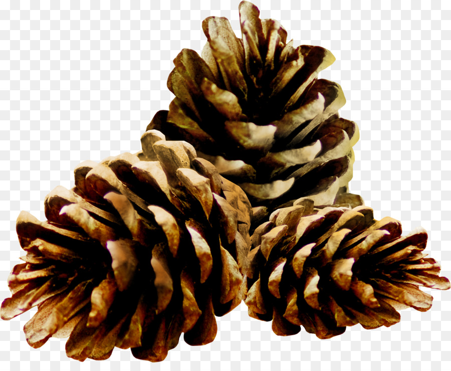 Coníferas Cone，Internet PNG